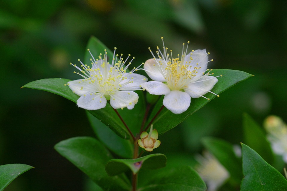 Myrtus communis ct cineol